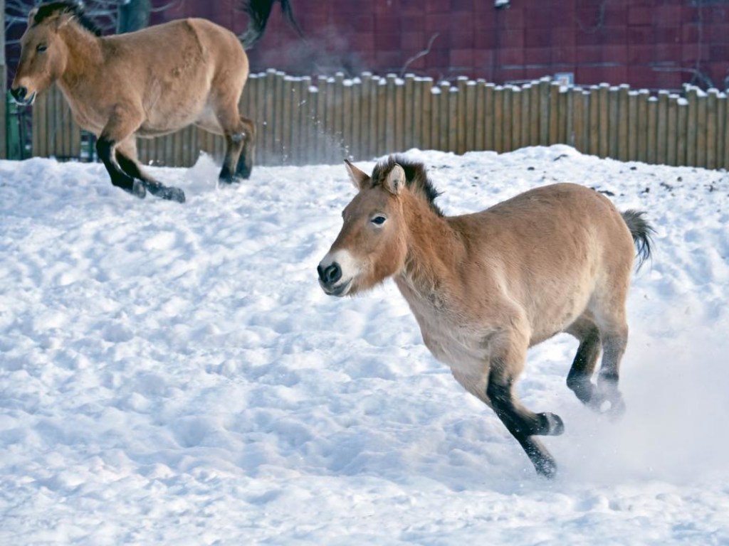 Лошади на горках: в Киевском зоопарке показали, как животные играют в снегу (ФОТО)