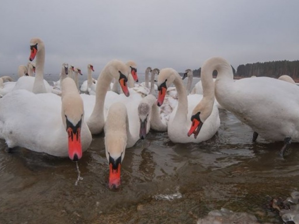 В Сети появились снимки стаи зимующих на Нетешинском водохранилище лебедей (ФОТО)