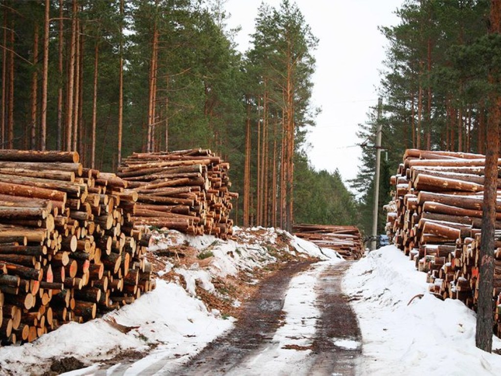 В. Борейко: «Гослесагенство уничтожает украинский лес»