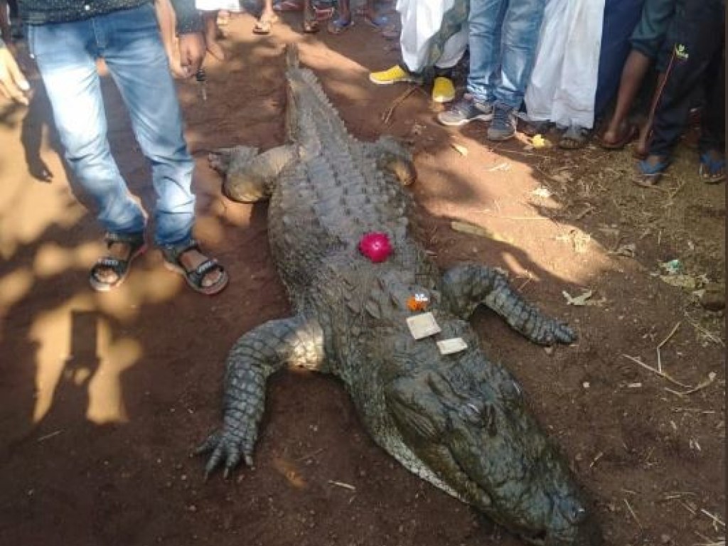 В Индии с почестями похоронили 130-летнего крокодила