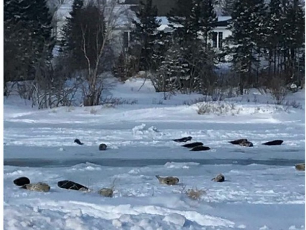 Тюлени захватили город в Канаде (ФОТО)