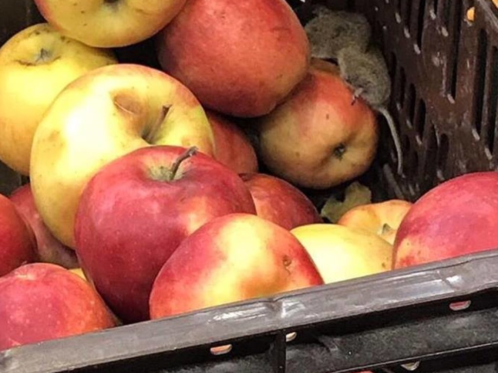 Замерзшие мыши нашли приют в ящике с яблоками в супермаркете в Харькове (ФОТО)