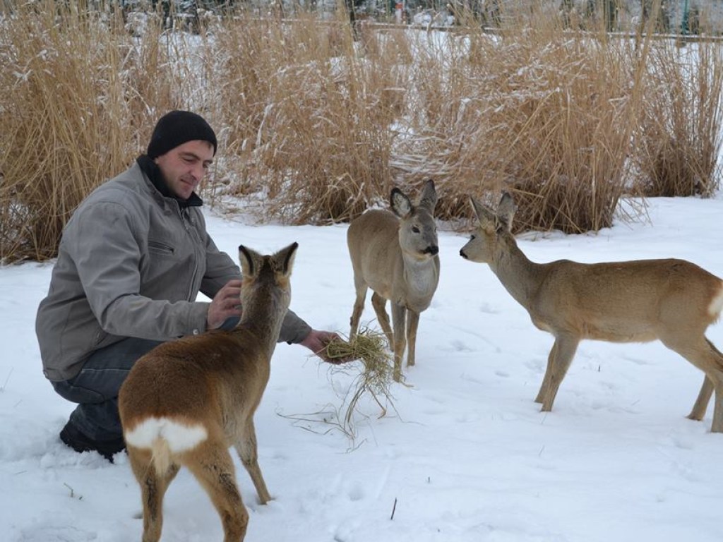 На Закарпатье из-за большого снежного покрова животные не могут найти пищу (ФОТО)