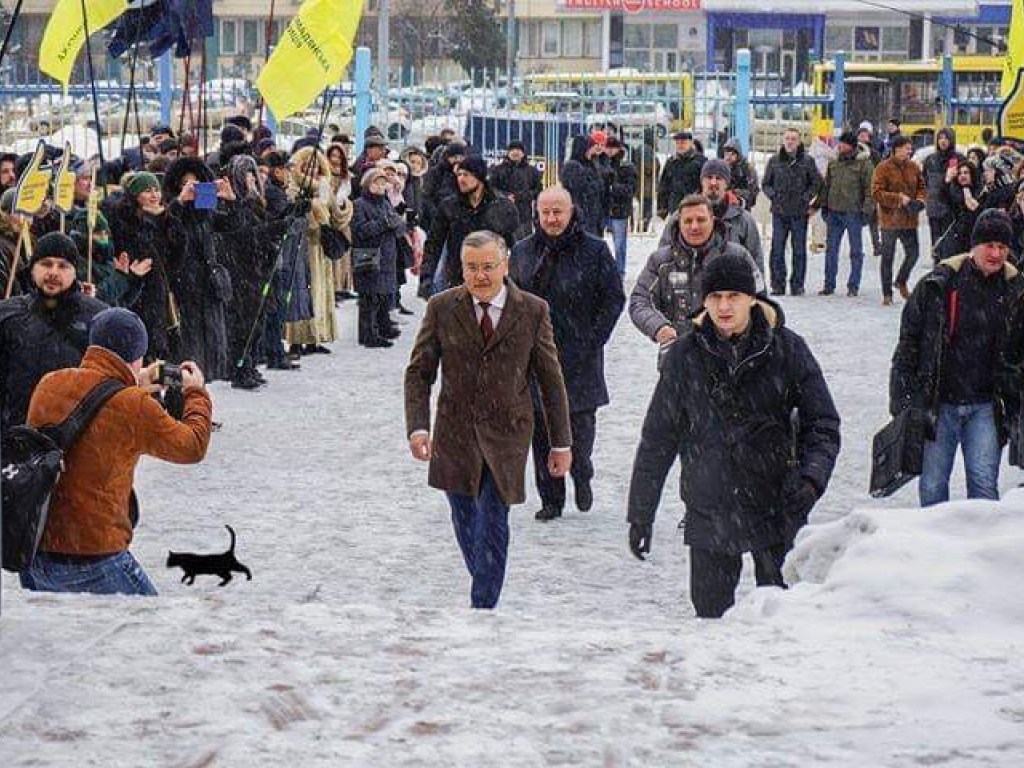 Дорогу Гриценко в ЦИК перебежала черная кошка (ФОТОФАКТ)
