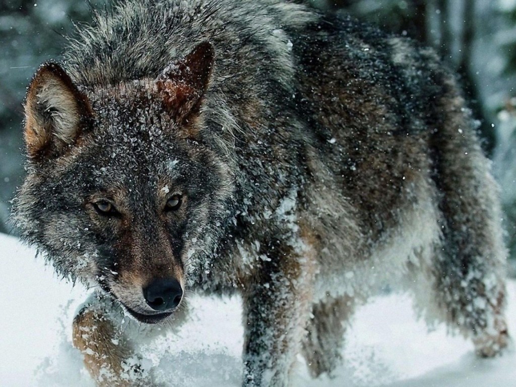 Голодный волк искусал трех людей в Запорожской области
