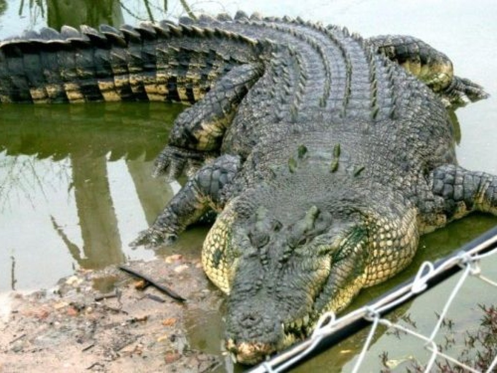 В Индонезии женщину-биолога заживо съел крокодил