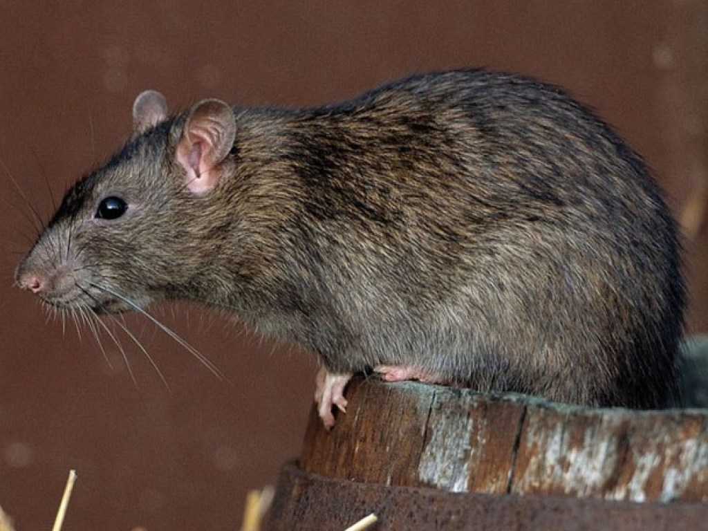 В Днепре в супермаркете покупатель наткнулся на мертвую крысу