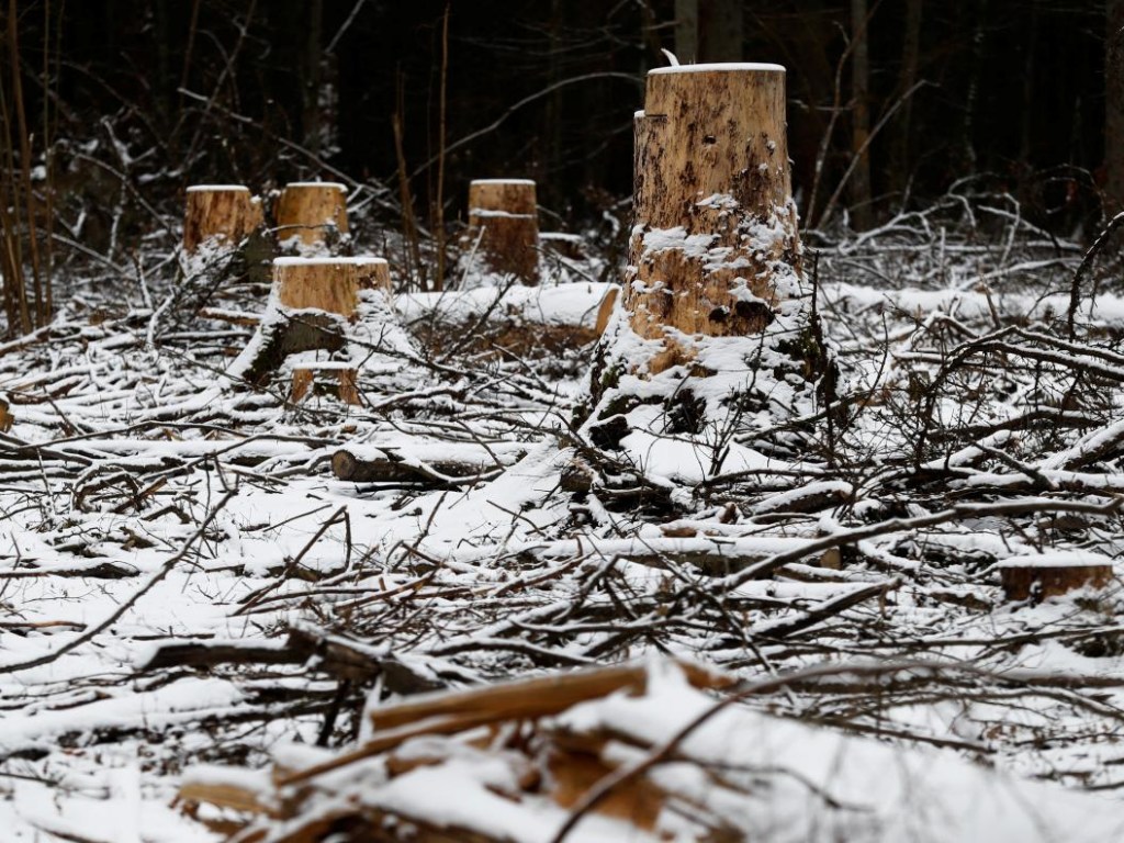 В Киеве за последние 15 лет вырубили около 12 тысяч гектаров леса – эколог