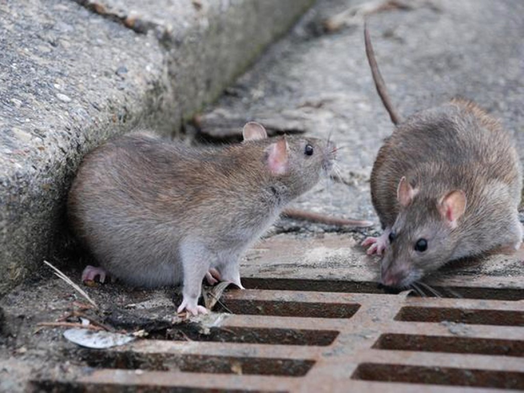 Из-за укусов крыс во Львове умер мужчина