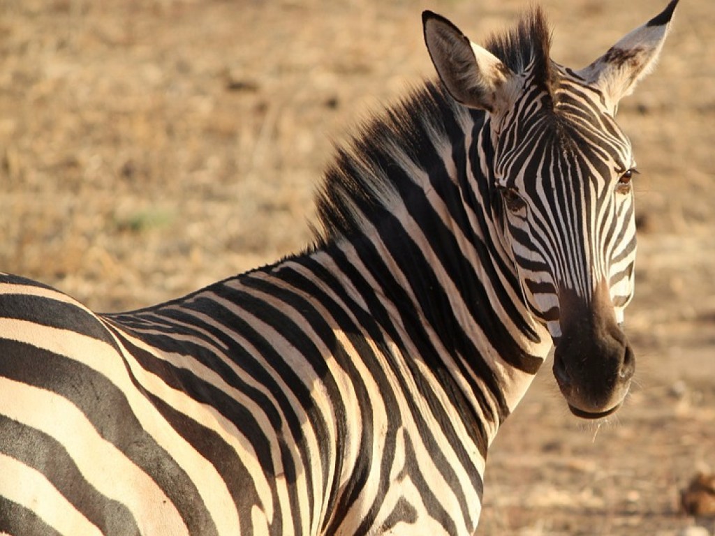 Венгерские ученые выяснили, зачем зебрам нужны полосы на шкуре