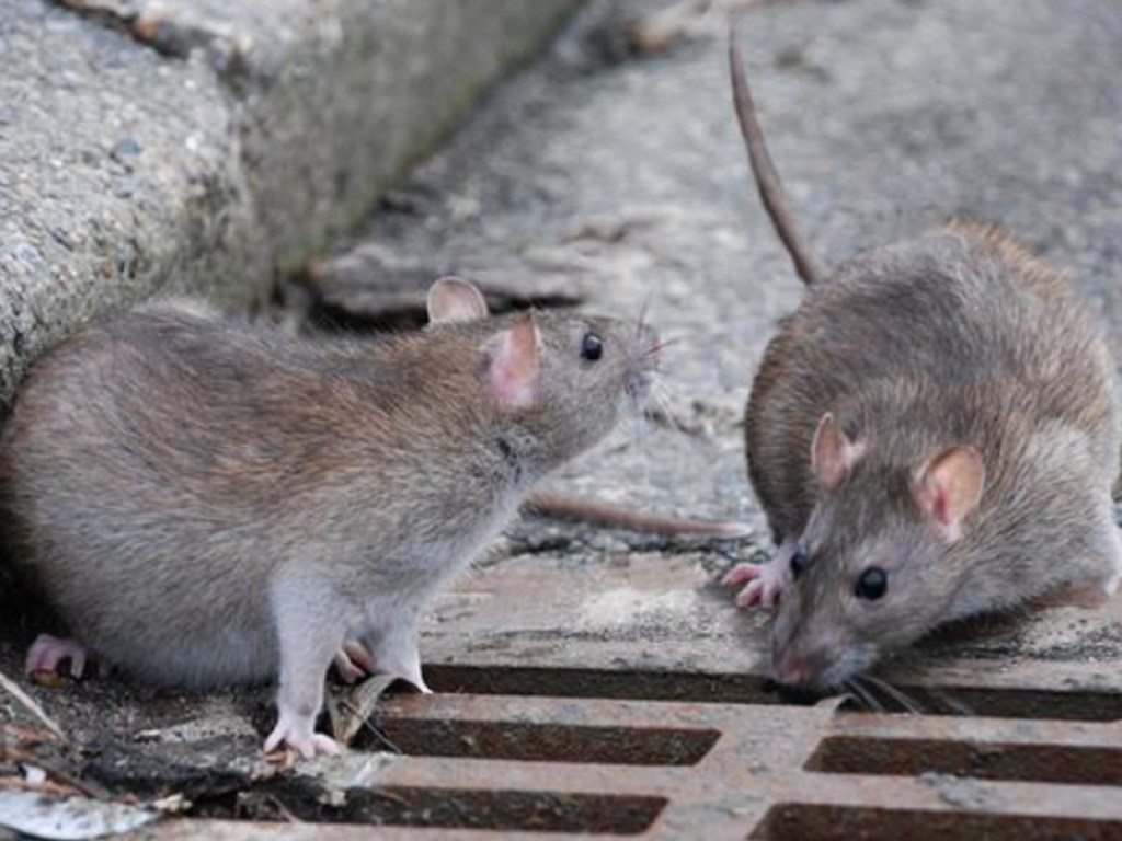 МИД Украины планирует избавиться от крыс за рекордную сумму
