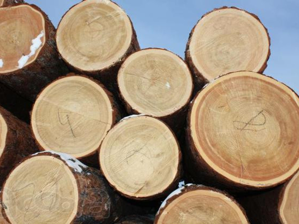 В ЕС предложили Украине переговоры об экспорте леса-кругляка