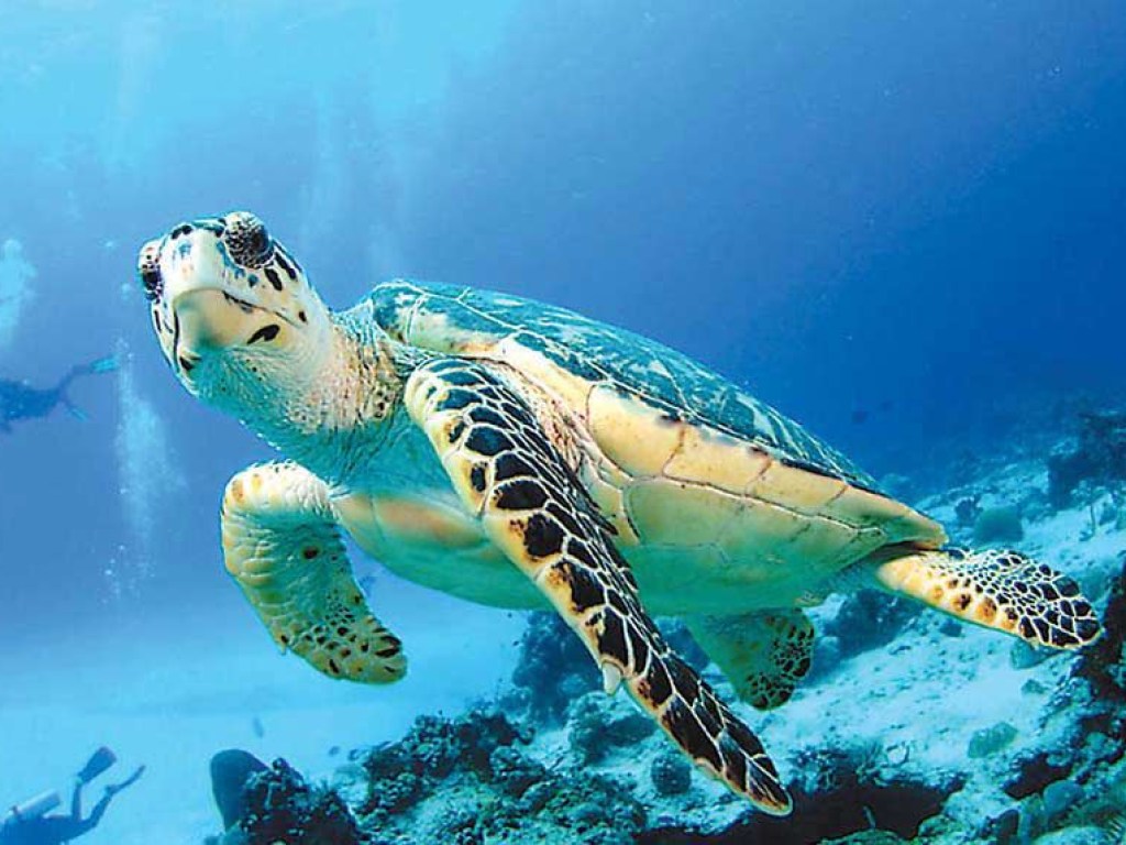 В Китае выпустили на волю сто морских черепах (ВИДЕО)
