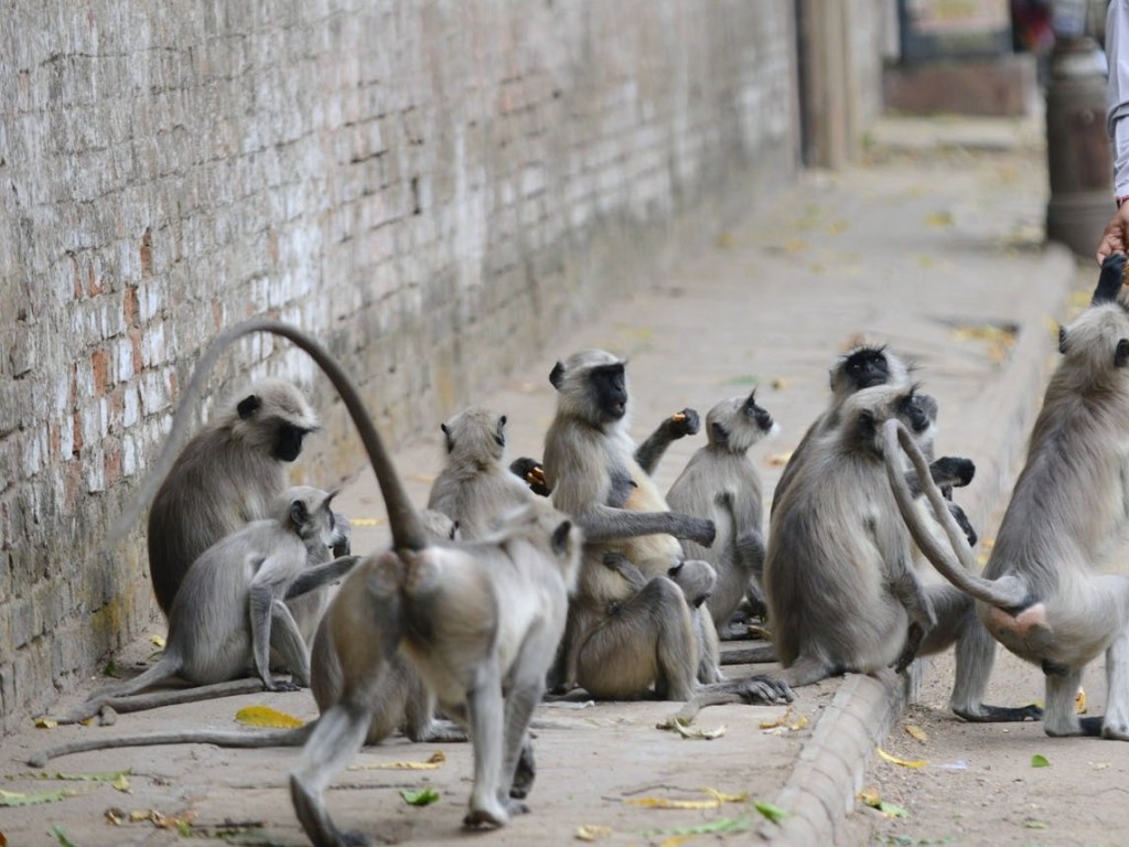 Пожилую жительницу Индии растерзала группа диких обезьян