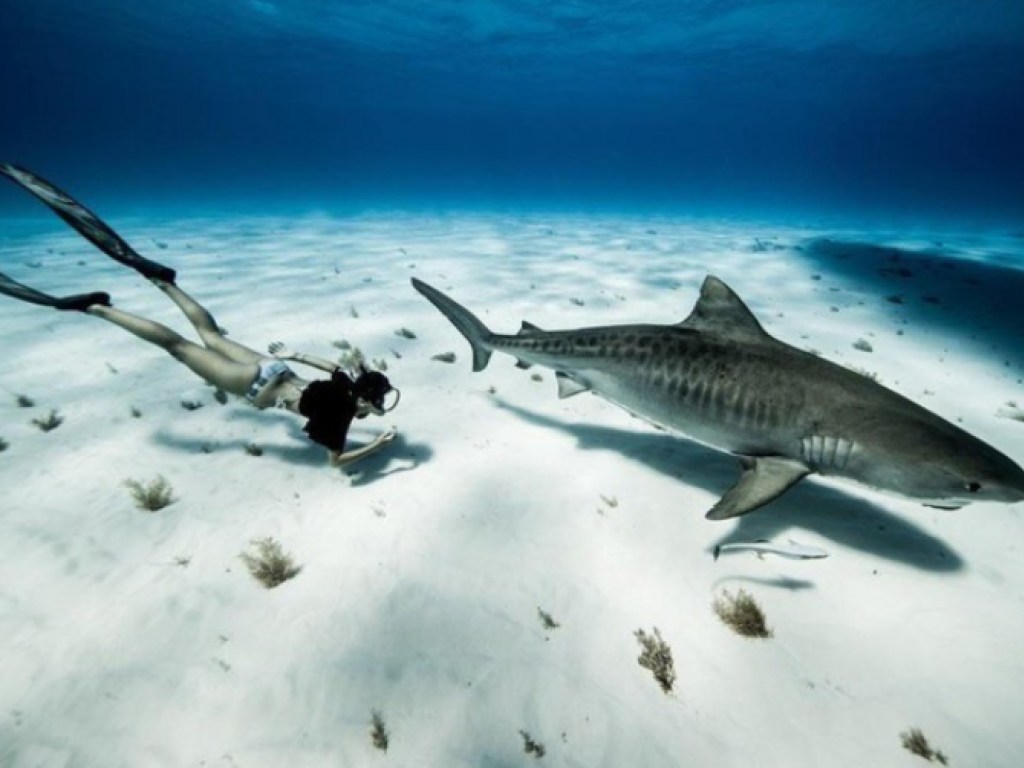 Девушка поплавала с акулами, чтобы сделать красивые фото