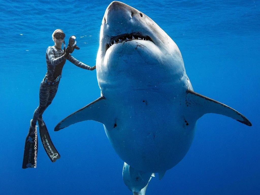 Команда дайверов нашла самую большую белую акулу: завораживающие фото