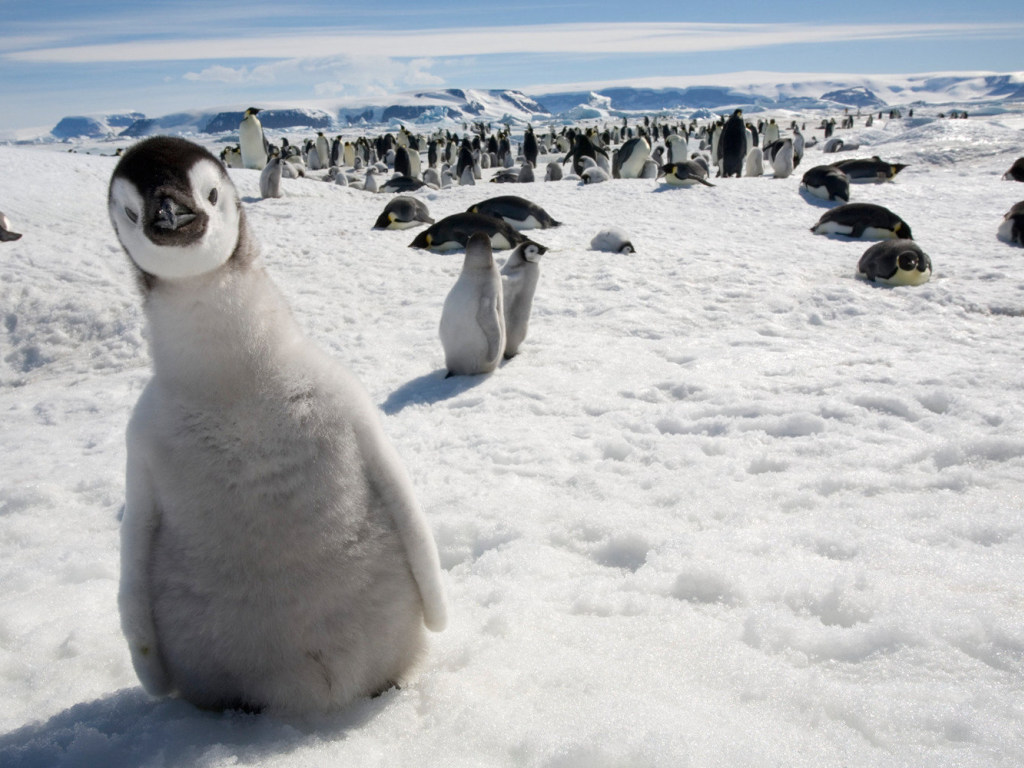 Видео из соцсетей: На птенцов пингвинов напал буревестник больших размеров (ВИДЕО)