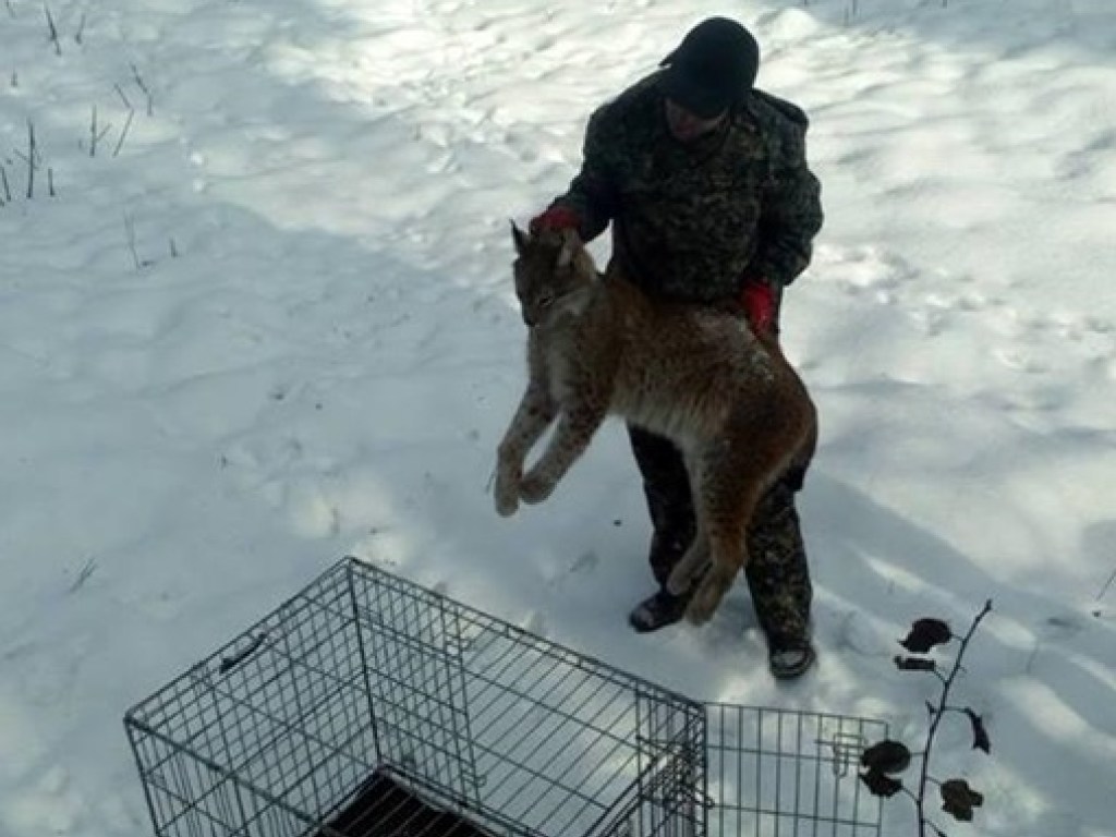 В Житомире нашли раненную рысь (ФОТО)