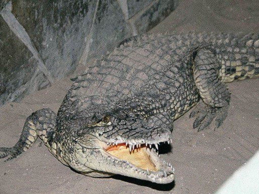 В российской исправительной колонии завелся крокодил  (ФОТО)