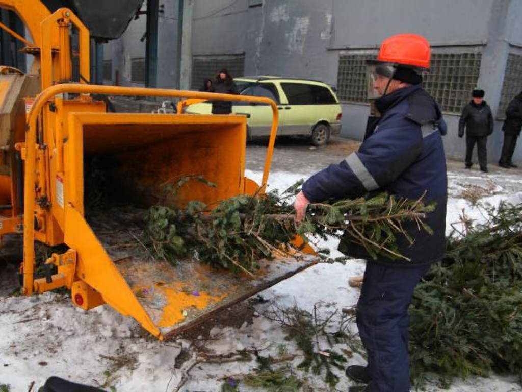 Киевляне сдали на утилизацию всего 2000 новогодних елок