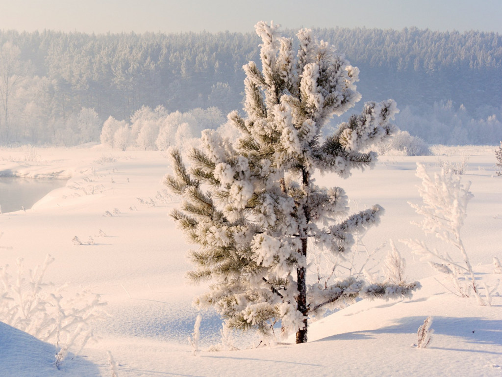 Погода на 24 января: в Украине мороз будет держаться на уровне -10 градусов, продолжатся снегопады