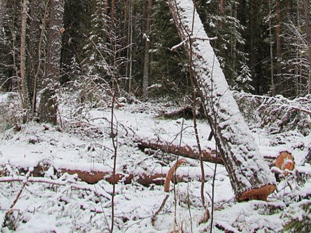 Под Харьковом лесоруба убило деревом &#8212; СМИ