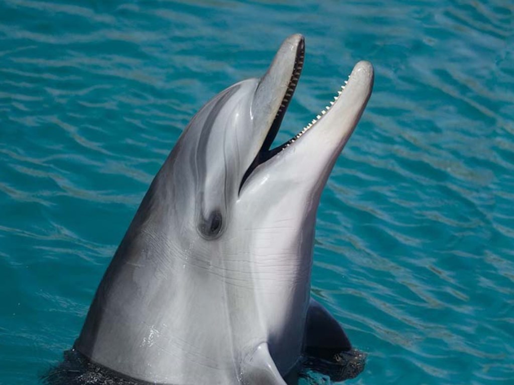 Черный лабрадор подружился с дельфином и стал звездой Сети (ВИДЕО)