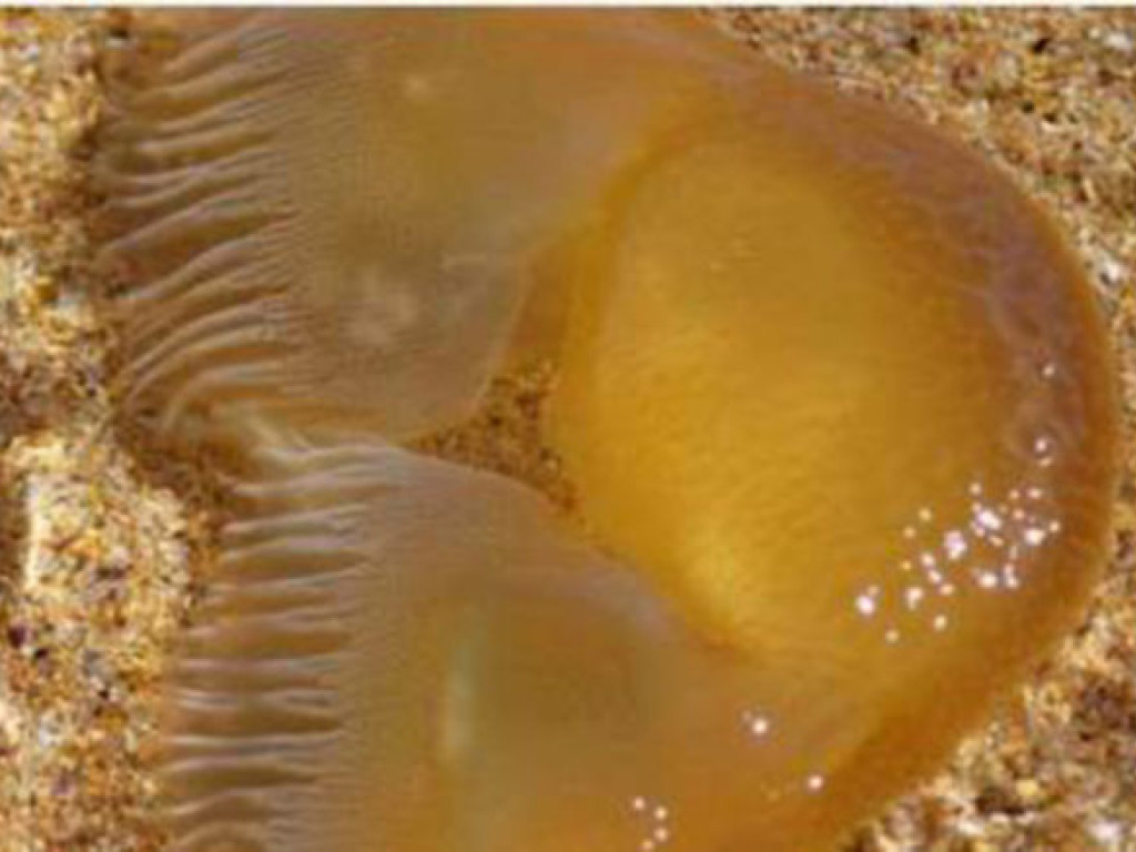На берега Австралии выбросило «мутировавшую медузу» (ФОТО)