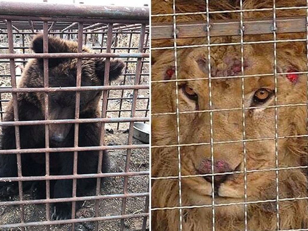 Зоозащитники призывают освободить умирающих животных из частного зверинца (ФОТО)