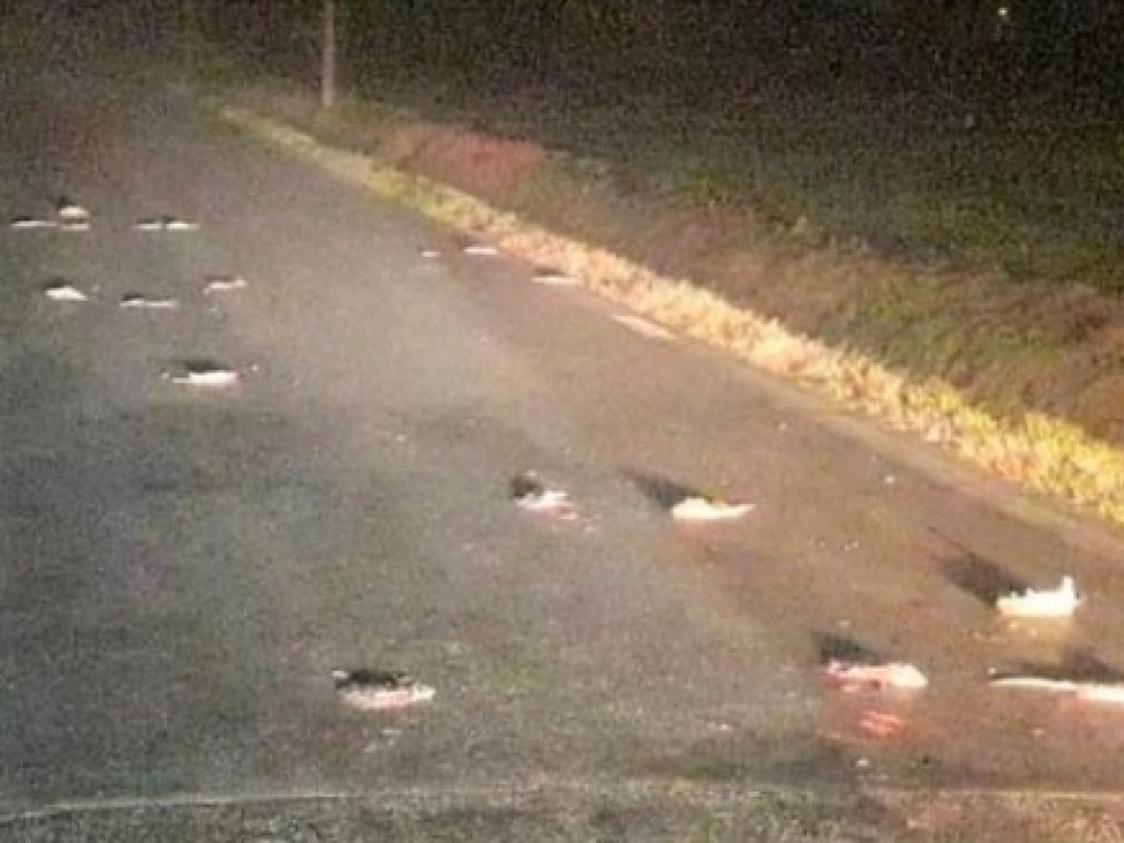 Жителей Италии терроризирует огромное количество белых крыс, бегущих в непонятном направлении (ВИДЕО)