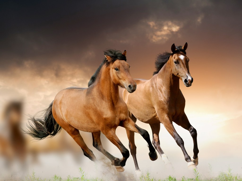 В Херсонской области одичавшие кони терроризируют заповедник