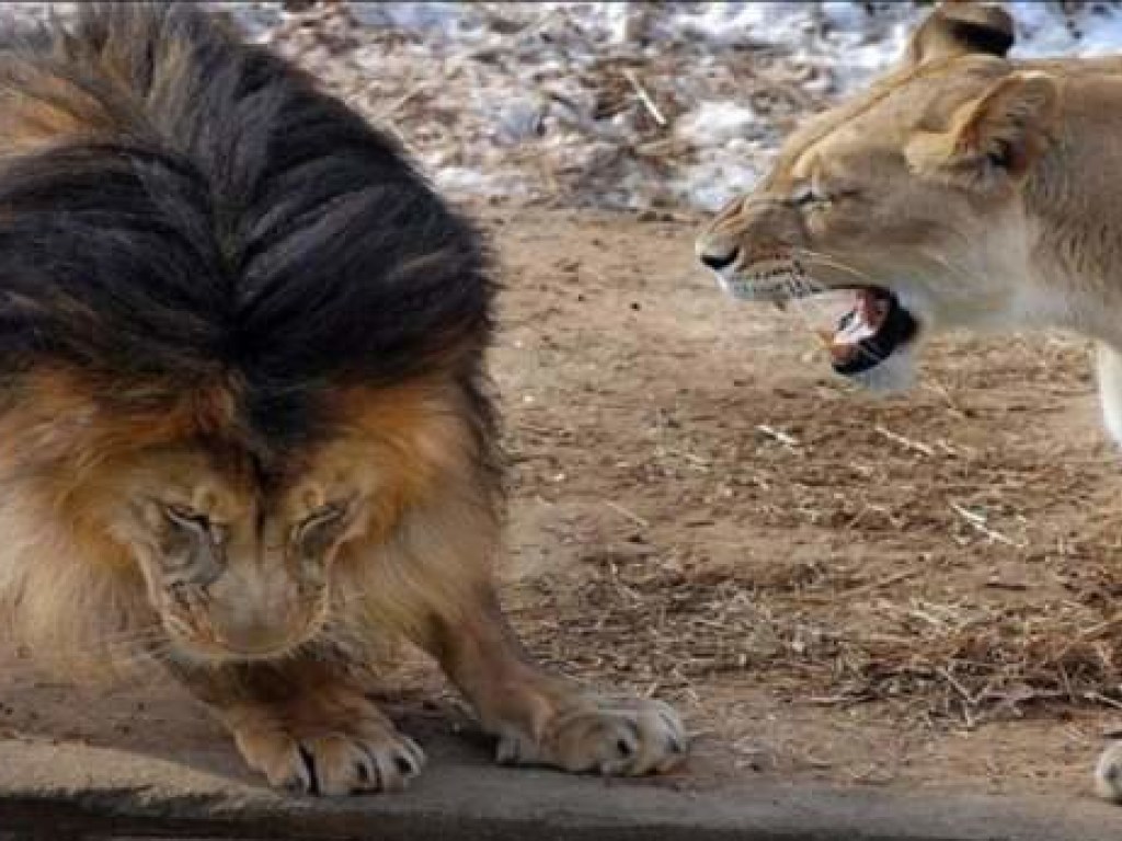Львица доходчиво объяснила царю зверей, почему ее не стоило будить (ВИДЕО)