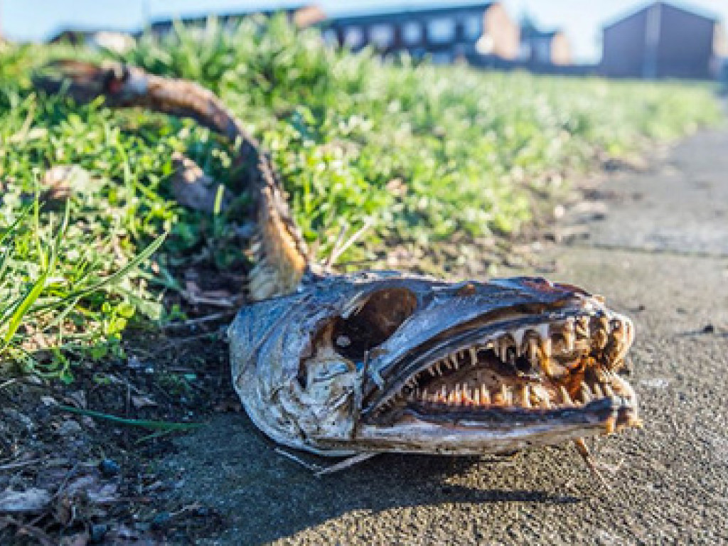 В Ливерпуле нашли тушу зубастого морского чудища (ФОТО)