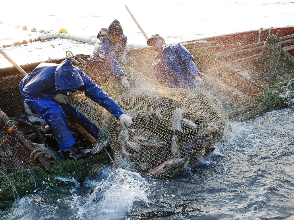 Вылов рыбы в Черном море в 2018 году вырос до 8,3 тысячи тонн