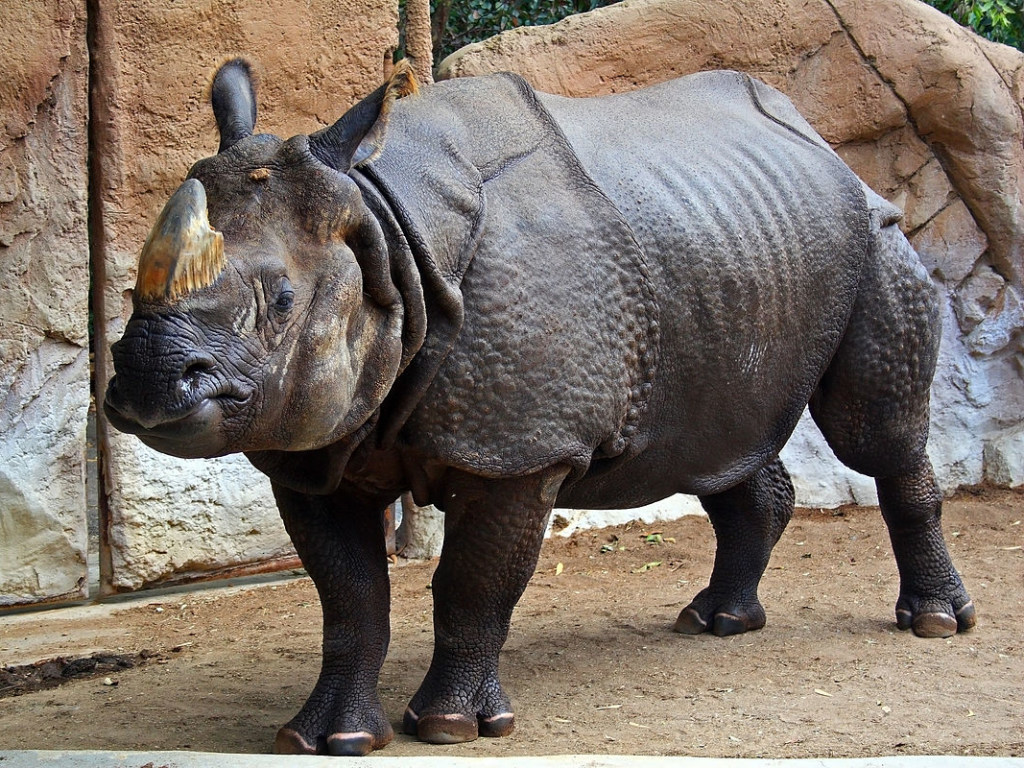 В США девочка выжила в вольере с носорогами (ВИДЕО)