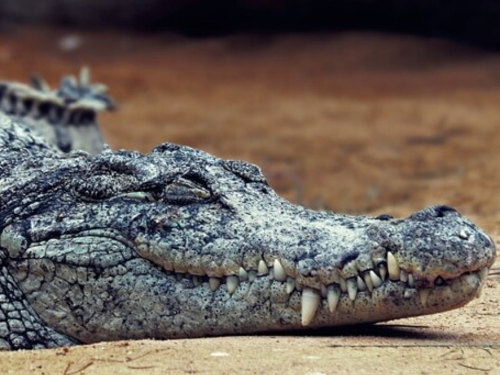 В России на свалке нашли мертвых крокодила и питона (ФОТО)