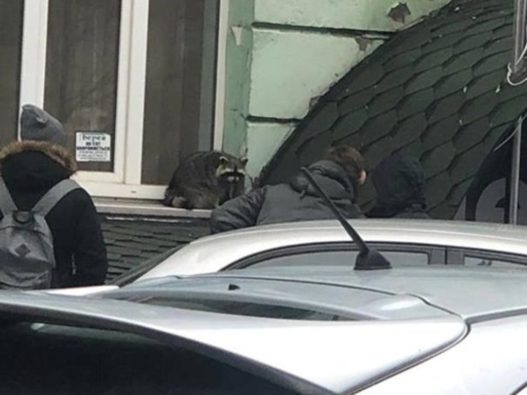 На подоконнике в центре Киева заметили одинокого енота (ФОТО)