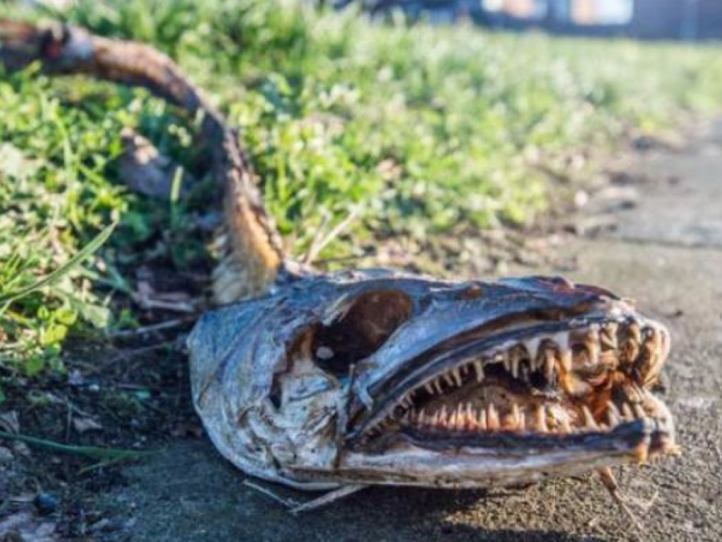Скелет подводного чудовища напугал жителей Ливерпуля (ФОТО)