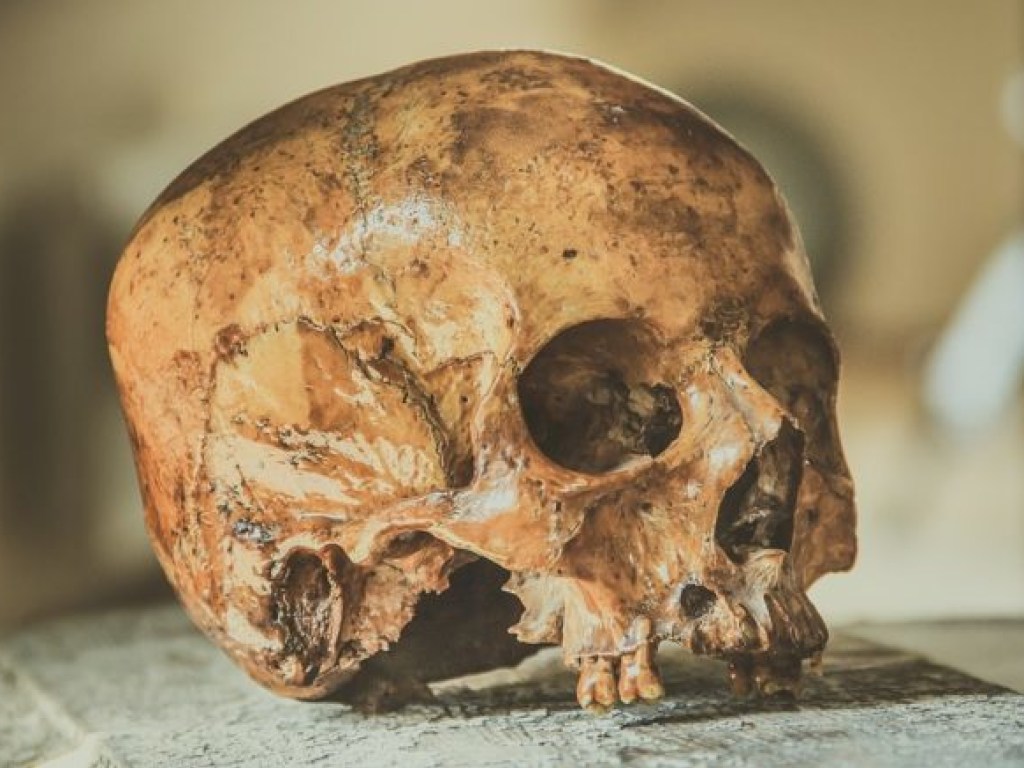 В Монголии обнаружили череп, которому 35 тысяч лет