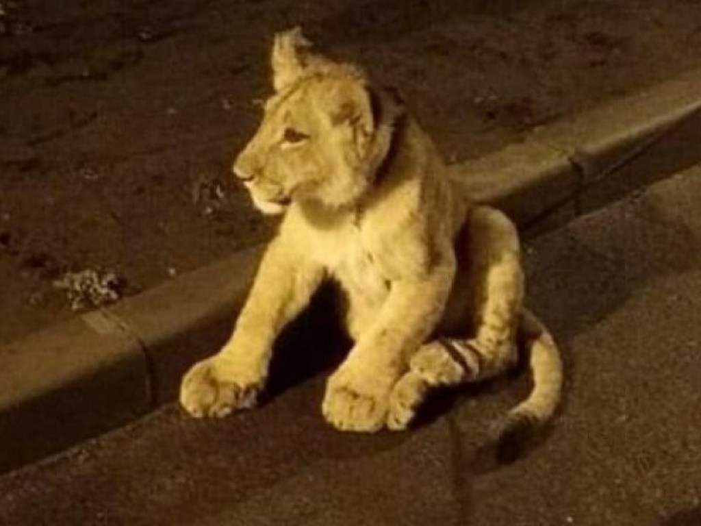 По одесским улицам гулял одинокий львёнок (ФОТО, ВИДЕО)