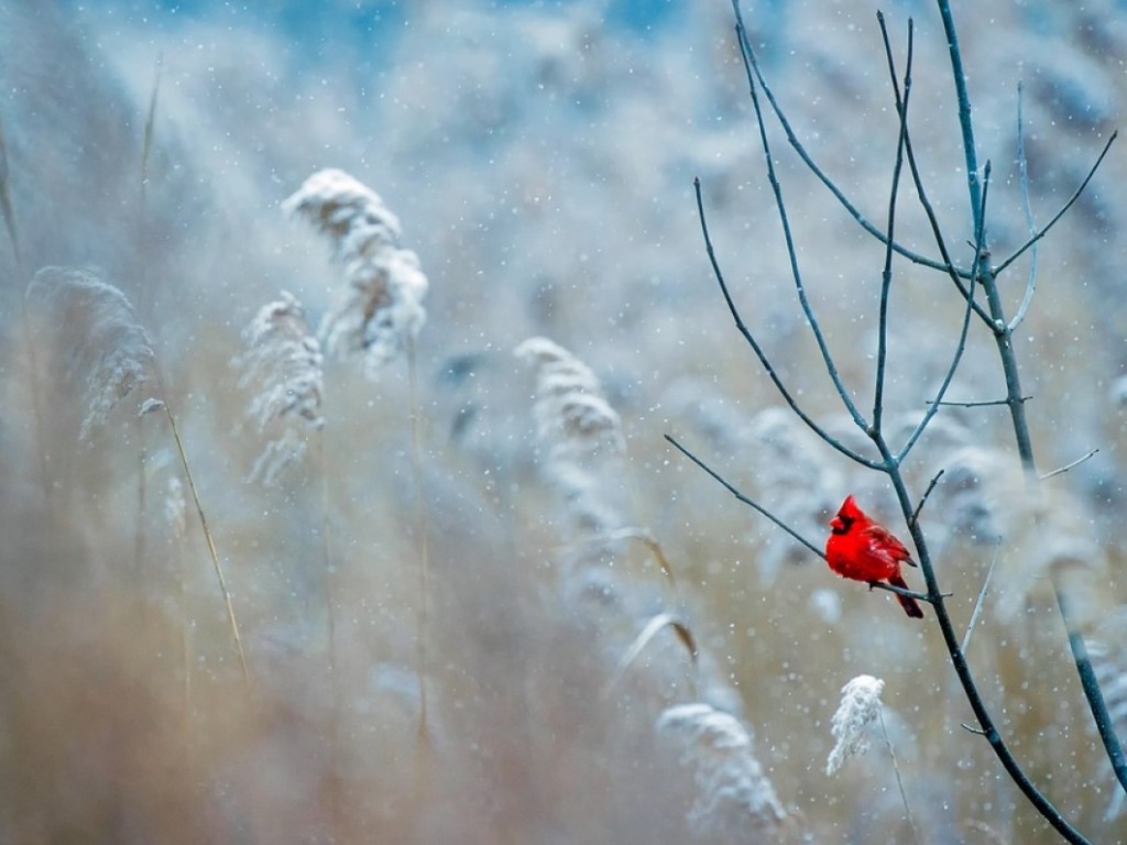 В Украину вернется зима с красным снегом – Укргидрометцентр
