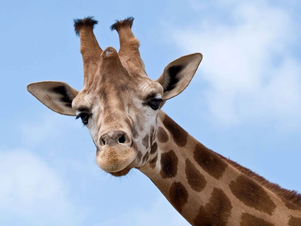 Жирафа и носорога из африканского заповедника убил оголенный кабель