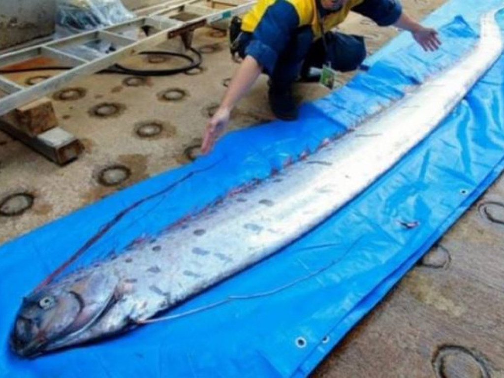 Из-за нашествия гигантских рыб шокированные жители Японии стали ждать мощных цунами (ФОТО)