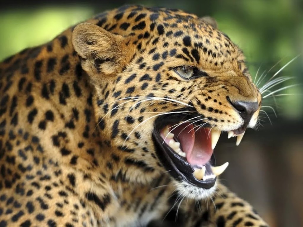 В Индии разъяренный леопард поднял на уши целую деревню (ФОТО)
