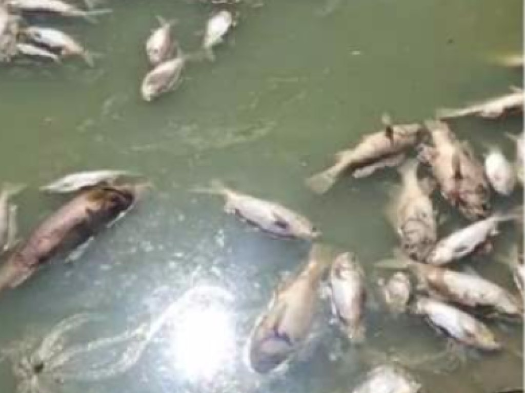 Плавают кверху пузом: в Австралии из-за жары в реке заживо сварились миллионы рыб (ФОТО)