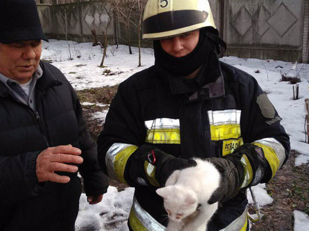 Спасатели Днепра сняли с дерева пушистого белого кота (ФОТО, ВИДЕО)