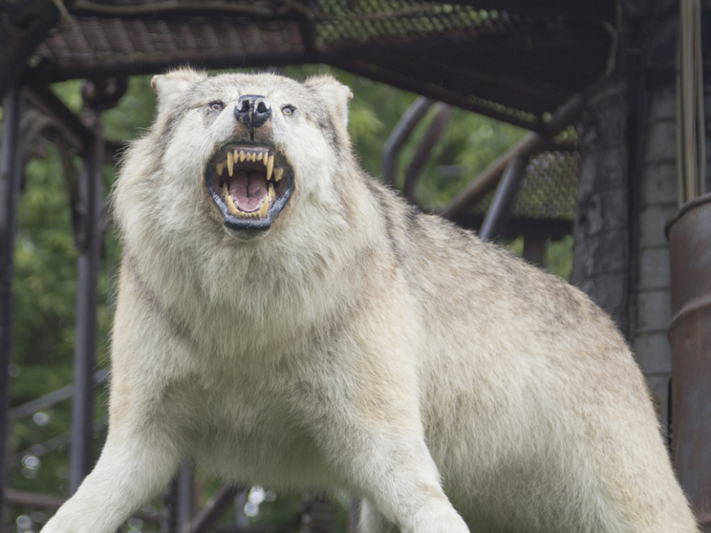В Запорожской области объявили карантин из-за нападения бешеной волчицы