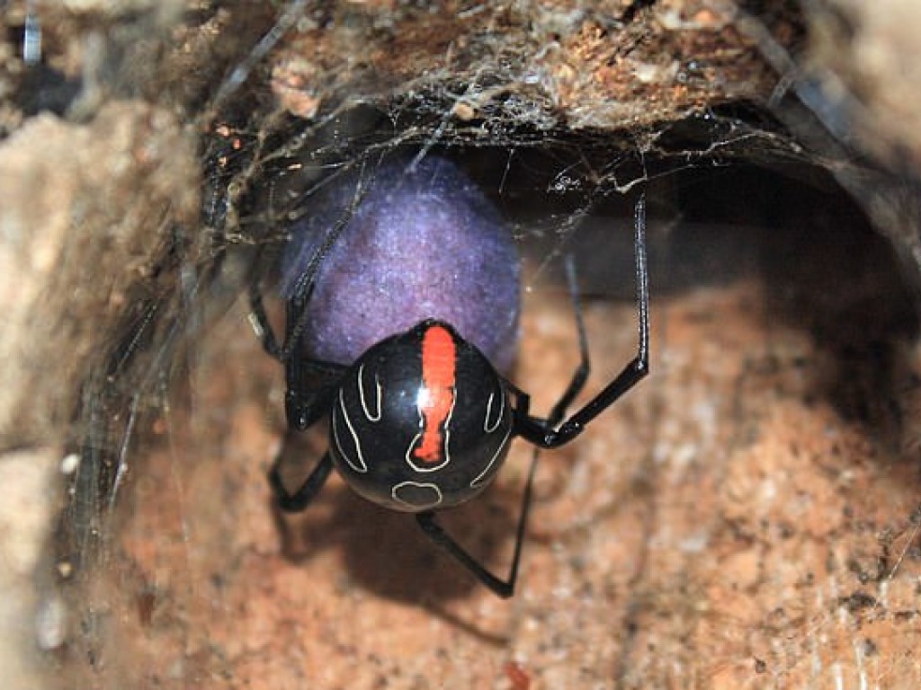 Ядовитее «черной вдовы»: в Африке нашли самого опасного паука в мире (ФОТО, ВИДЕО)