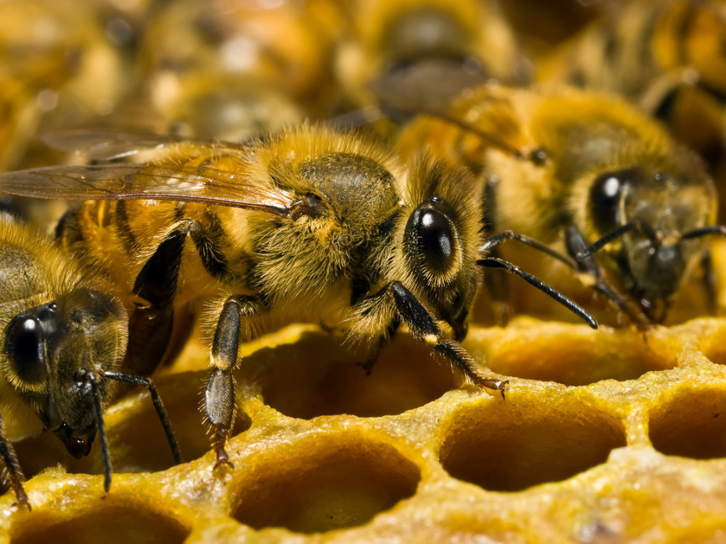 Ученые выяснили, что пчелы умеют считать     