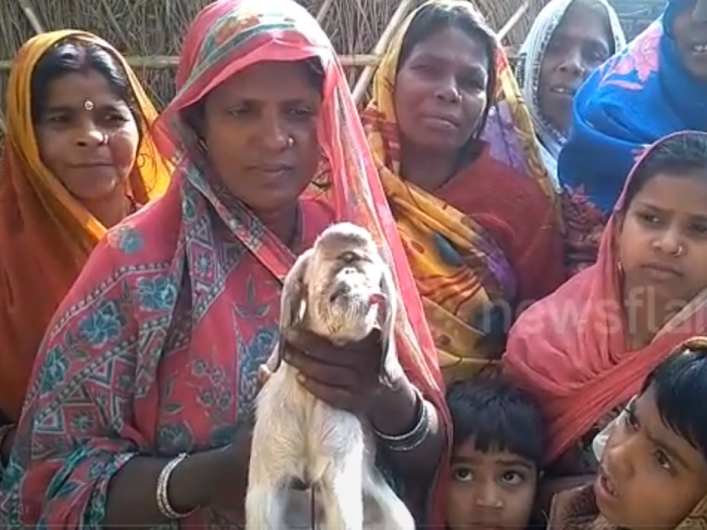В индийской деревне  родилась одноглазая коза (ФОТО)